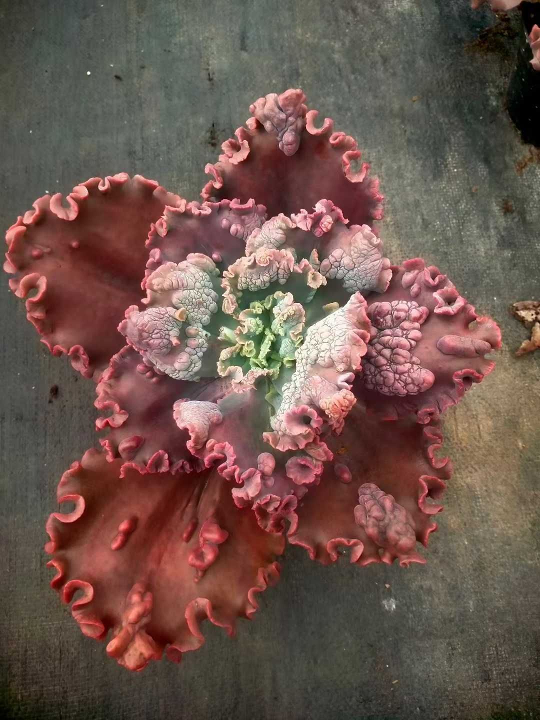 新発売 12株セット エケベリア・バロンボールド（レッド） 抜き苗 多肉