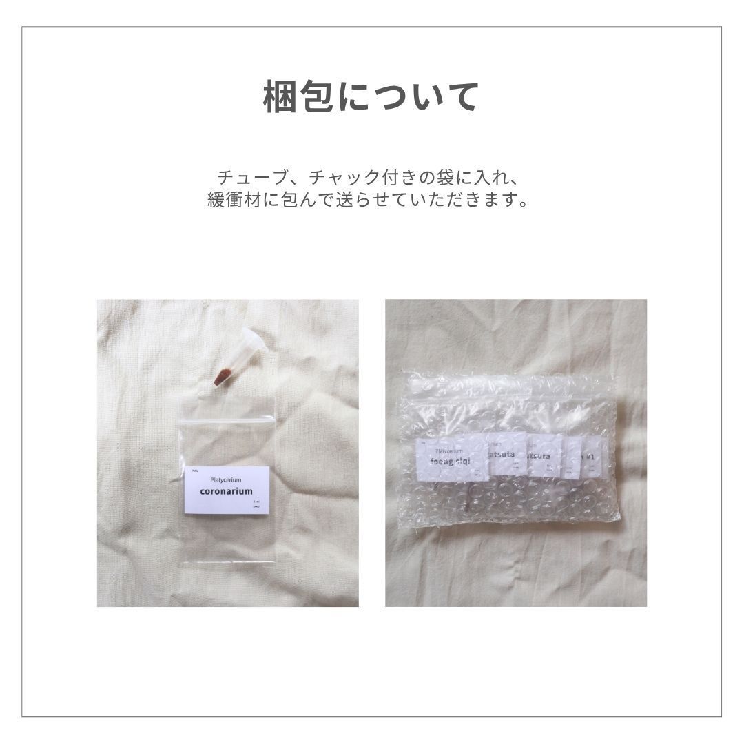 す*ー様 【数量限定】ビカクシダ胞子　56種セット 胞子] Ginka ギンカ 銀華 ビカクシダ - メルカリ