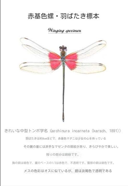 アカギ色トンボ標本顔バラ顔蝶蝶標本顔レベル高い動物展示枠置物