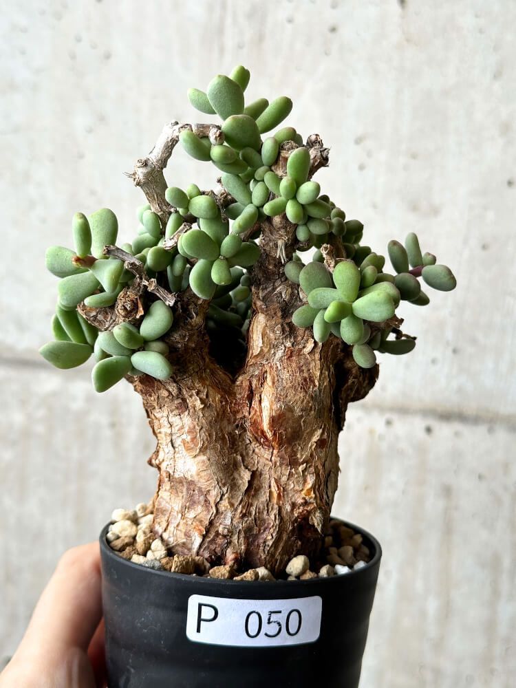 パキポディウム：現地球/ベアルート株の購入と発根管理〔ブレビ