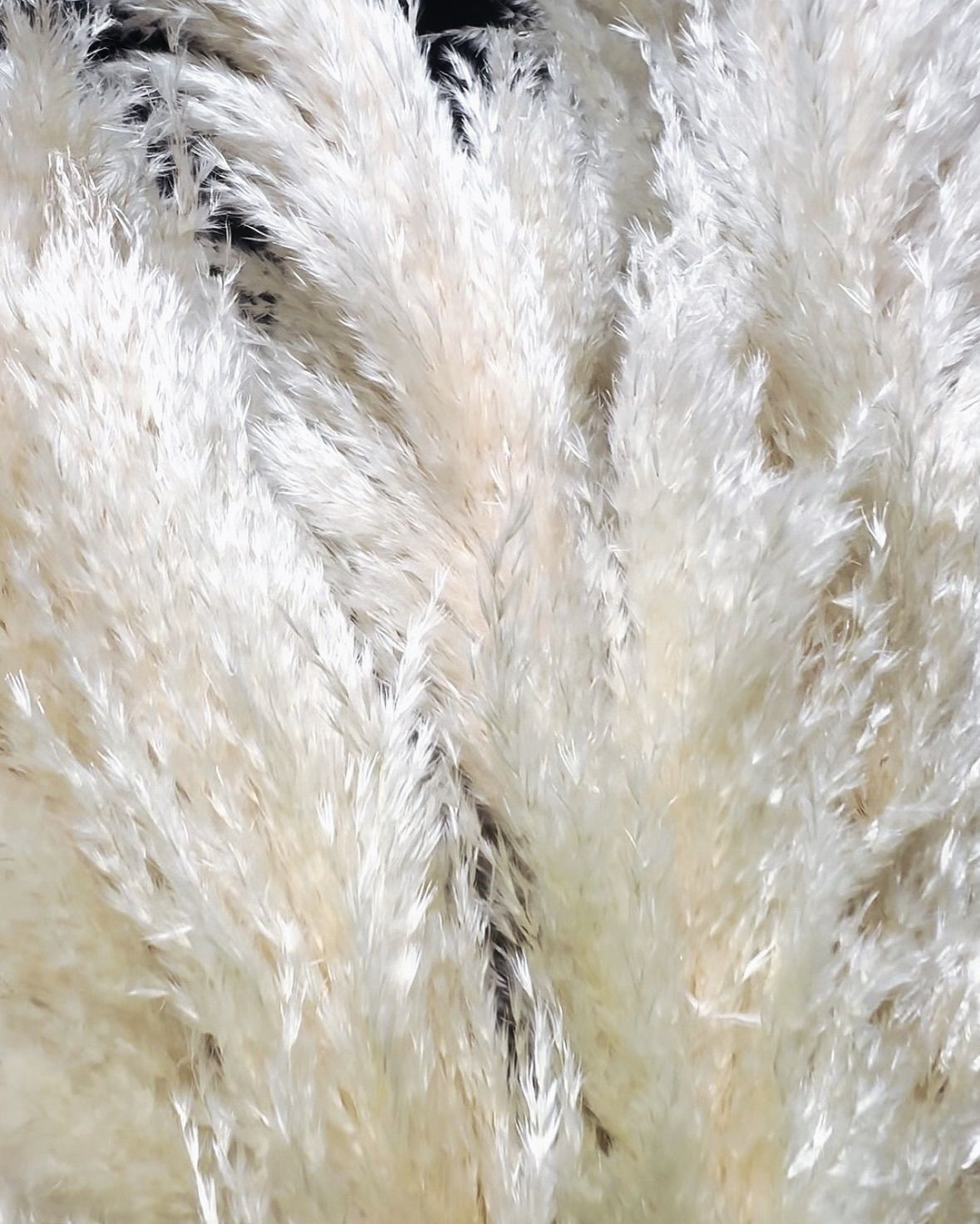 特大 パンパスグラスドライフラワー 30本