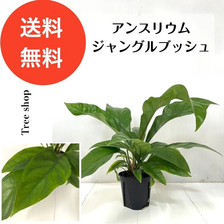2025年最新】アンスリウムジャングルブッシュの人気アイテム - メルカリ