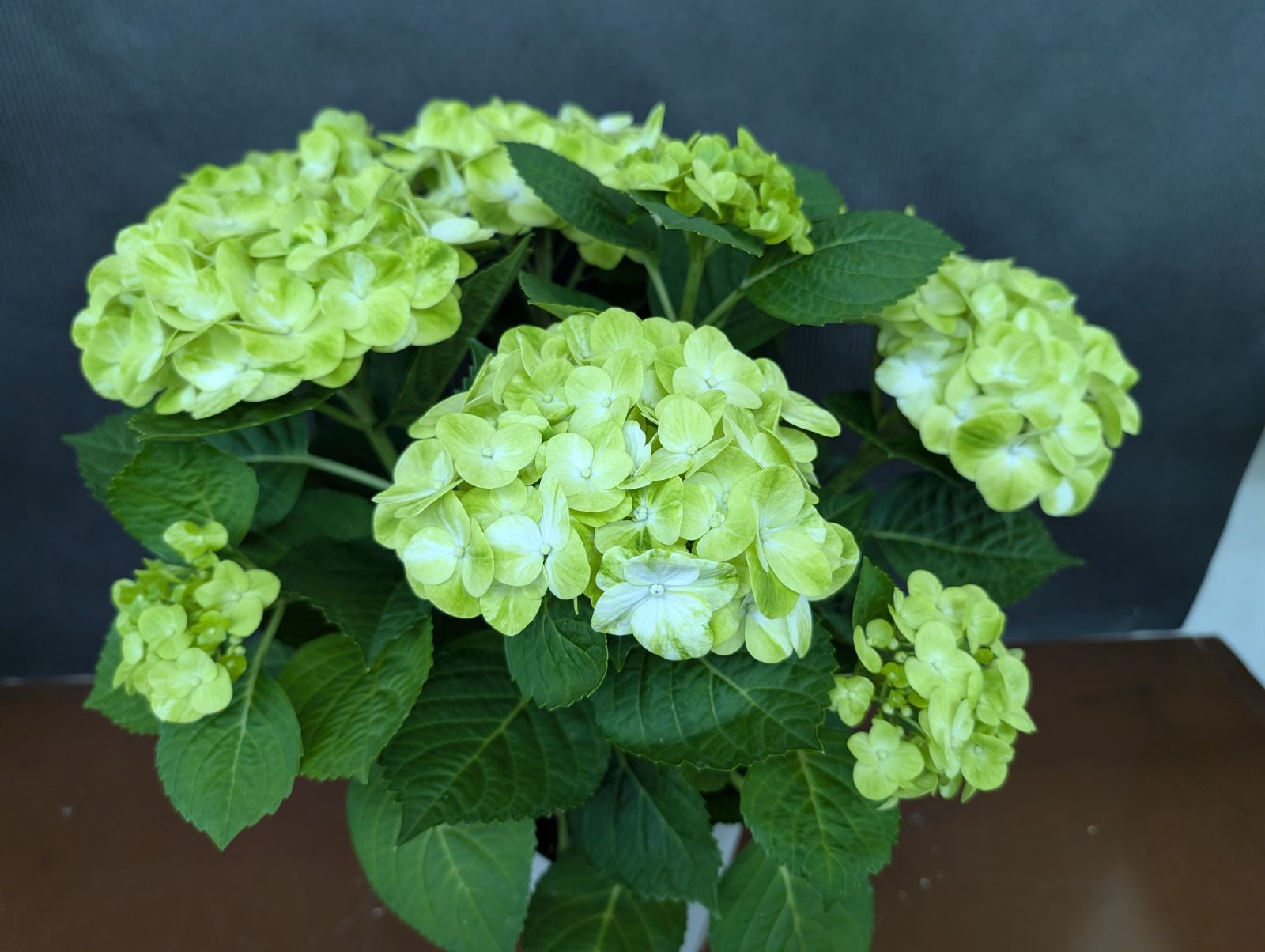 お歳暮 のし グリーンラテ 【抜群のボリューム】 5号鉢 アジサイ 紫陽花 花