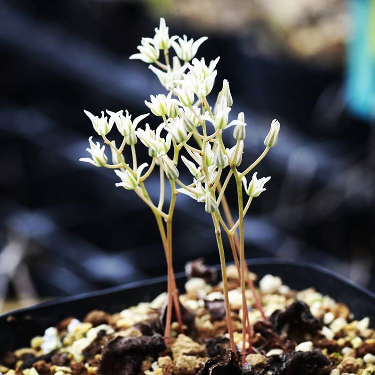 エリオスペルマム アペンデクラツム RSA EQ807 実生 Eriospermum