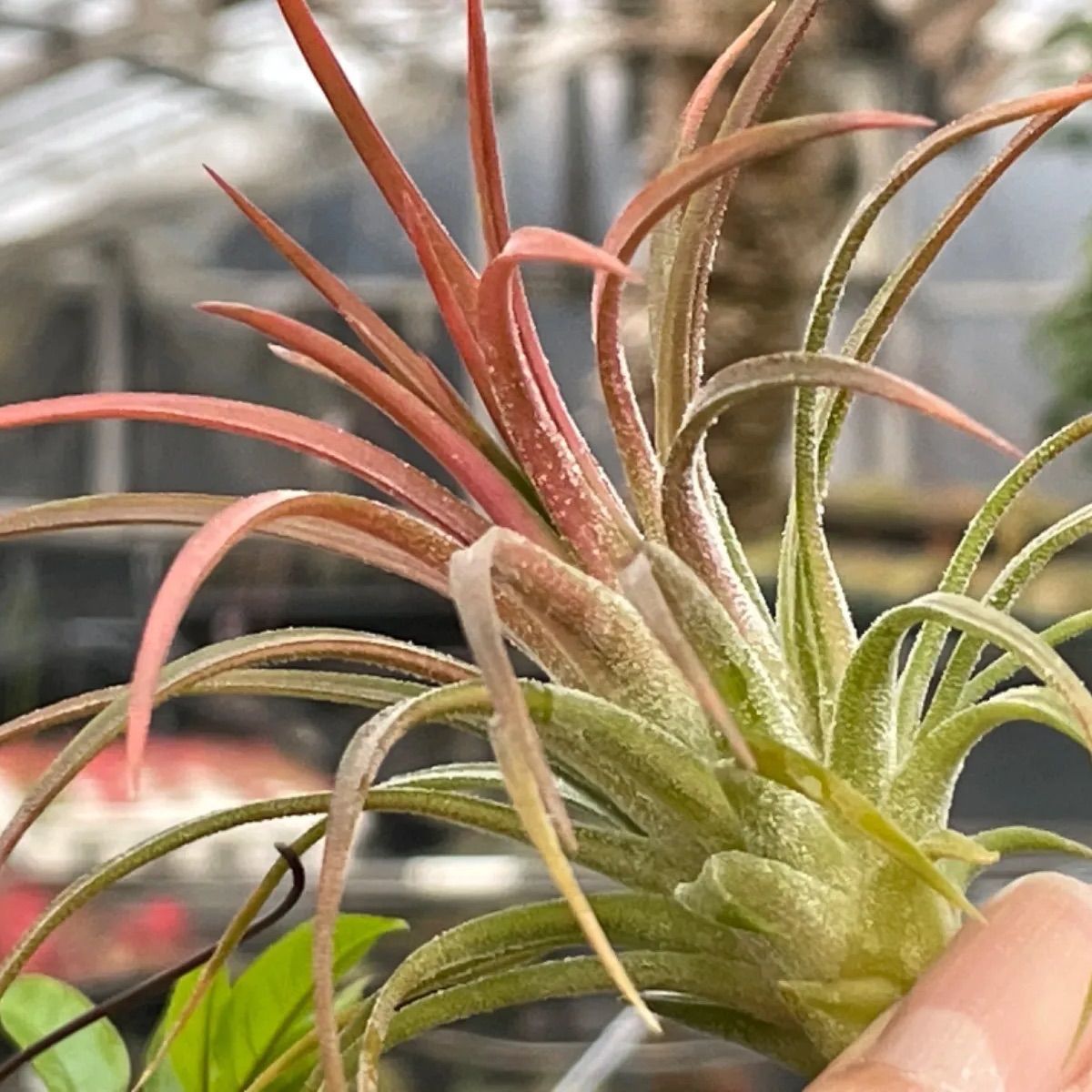 チランジア イオナンタ ヴァリエガータ Tillandsia ionantha 'Variegata' ＠フラワーショップ江口