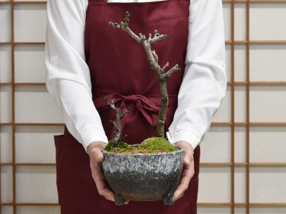 桜と藤の寄植え盆栽 信楽焼