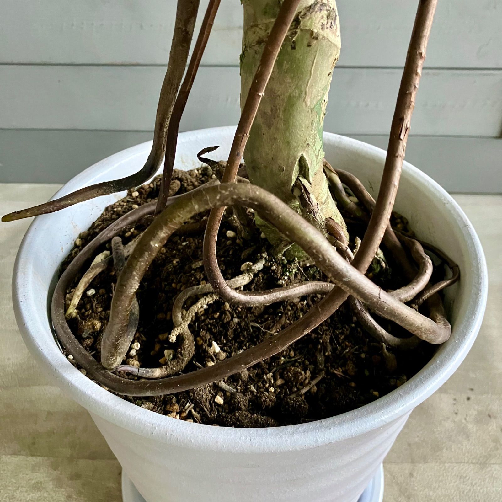 モンステラ・デリシオーサ 根あがり 8号 曲がり 004 モンステラ・デリシオーサ 根あがり 8号 曲がり 004