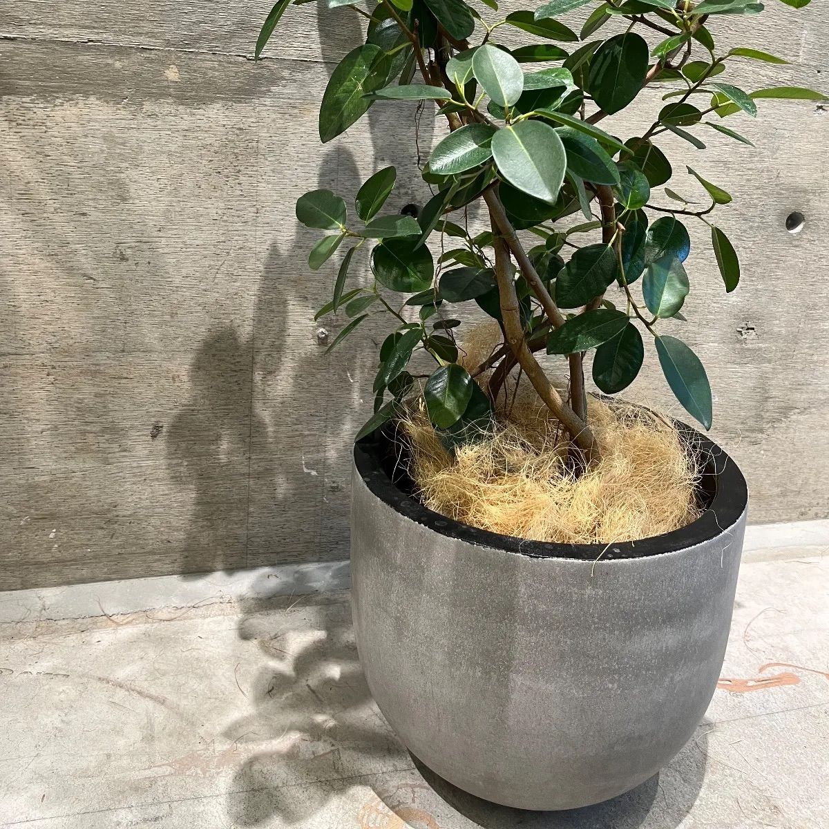 コンクリート盆栽 流木オブジェ ディスプレイ 高級感 スタイリッシュ