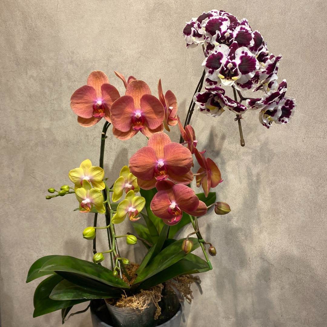 お買い得胡蝶蘭まとめて13株セット SALE❗️胡蝶蘭❤️3株セット お買い得胡蝶蘭まとめて13株セット