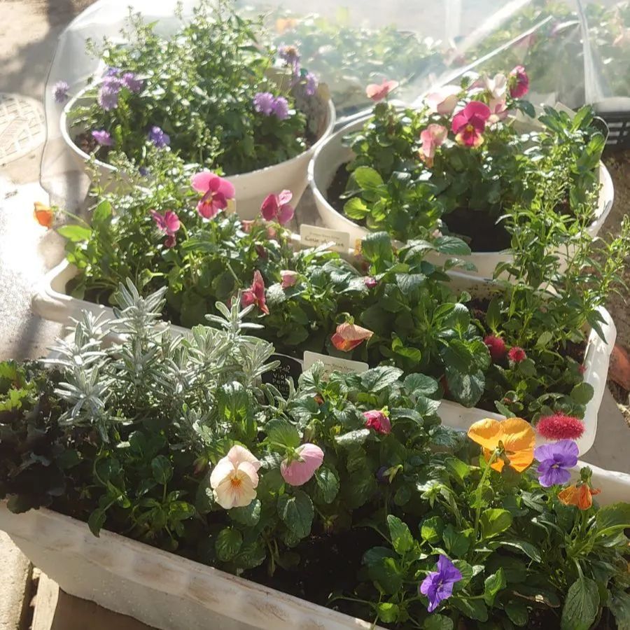 菊水 サボテン bizen pot 2.5号 黒檀 植栽 菊水 サボテン bizen pot 2.5号 黒檀 植栽