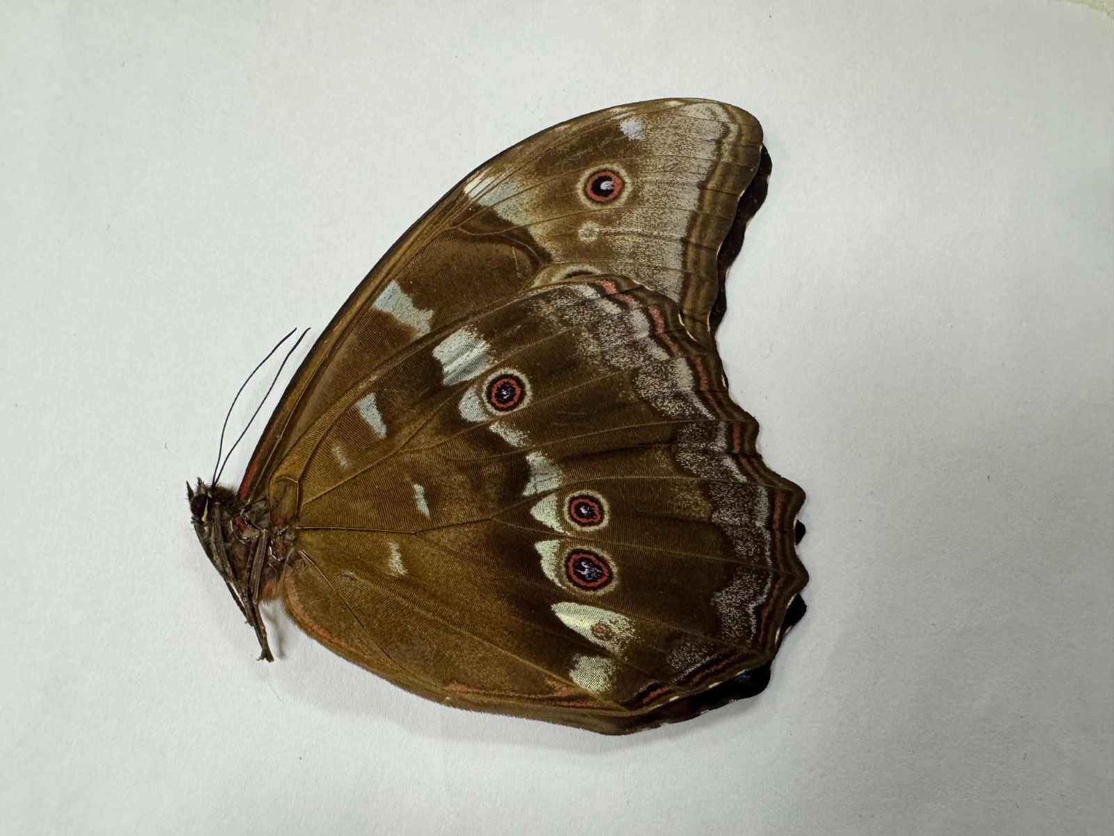 ペルー アマゾン ディディウス モルフォ 蝶 標本 フレーム付 MORPHO DIDIUS