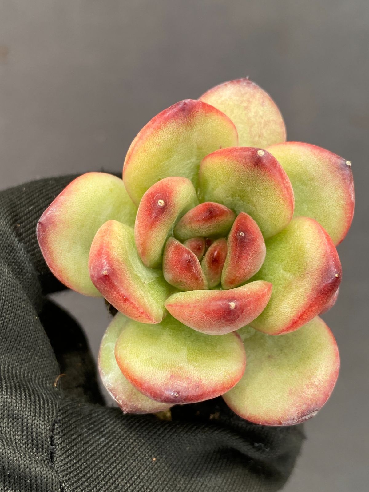 新発売 C6003 TM 105苗セット 土と根付き 多肉植物 エケベリア