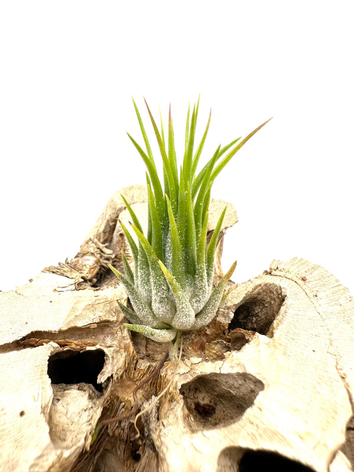 イオナンタ フエゴイエロー（T. ionantha Fuego Yellow） - G's Plants