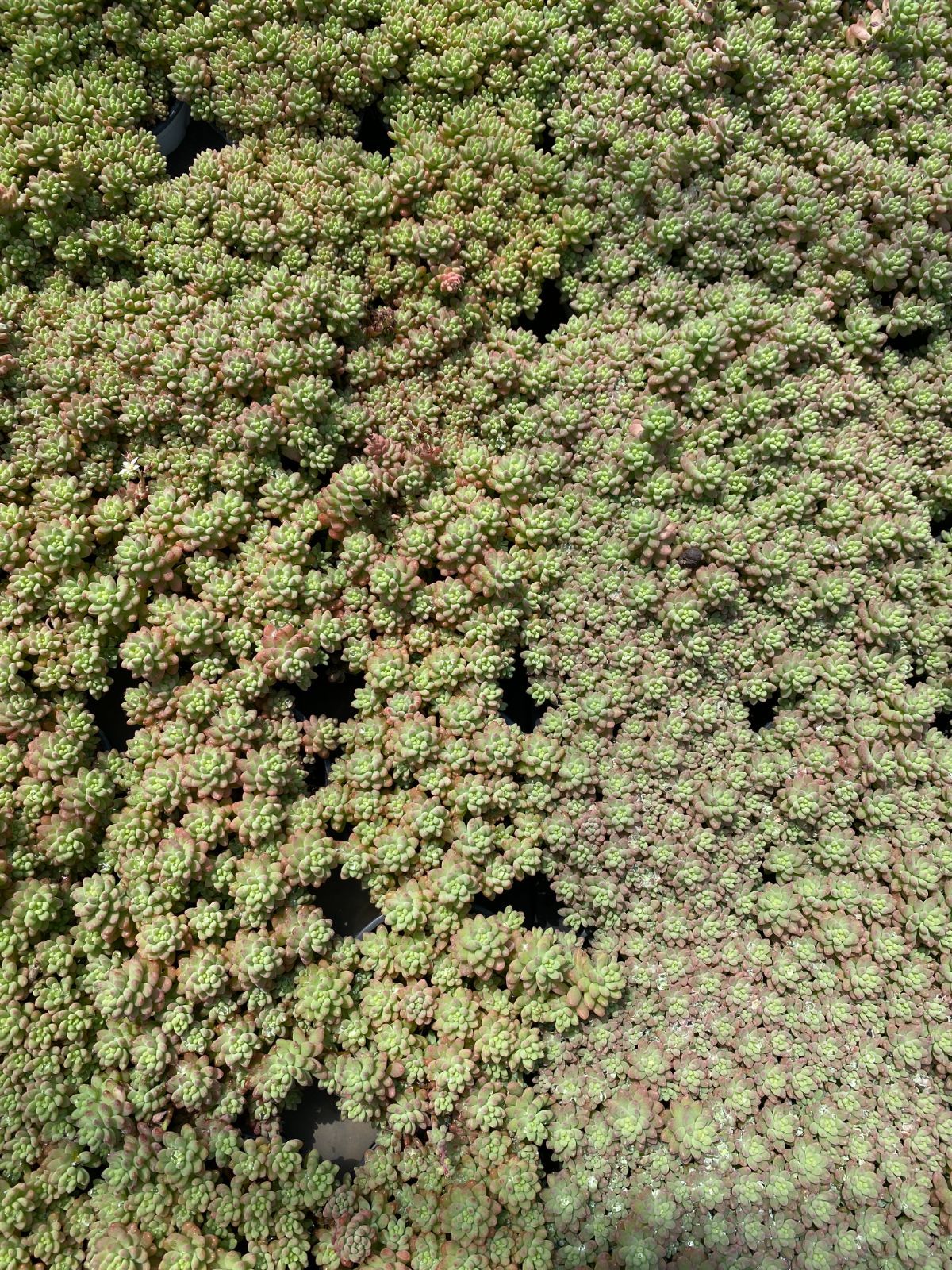 多肉植物 佐川急便発送