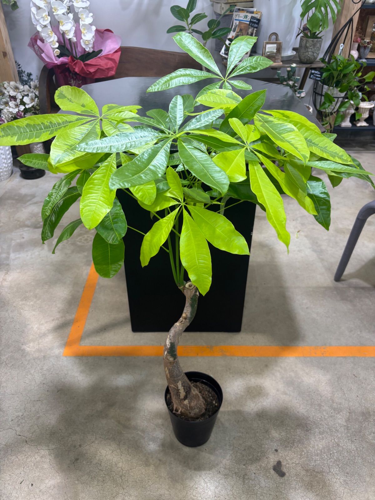 パキラ ムーンライト 6号 斑入り 稀少 観葉植物 インテリア グリーン オシャレ 稀少