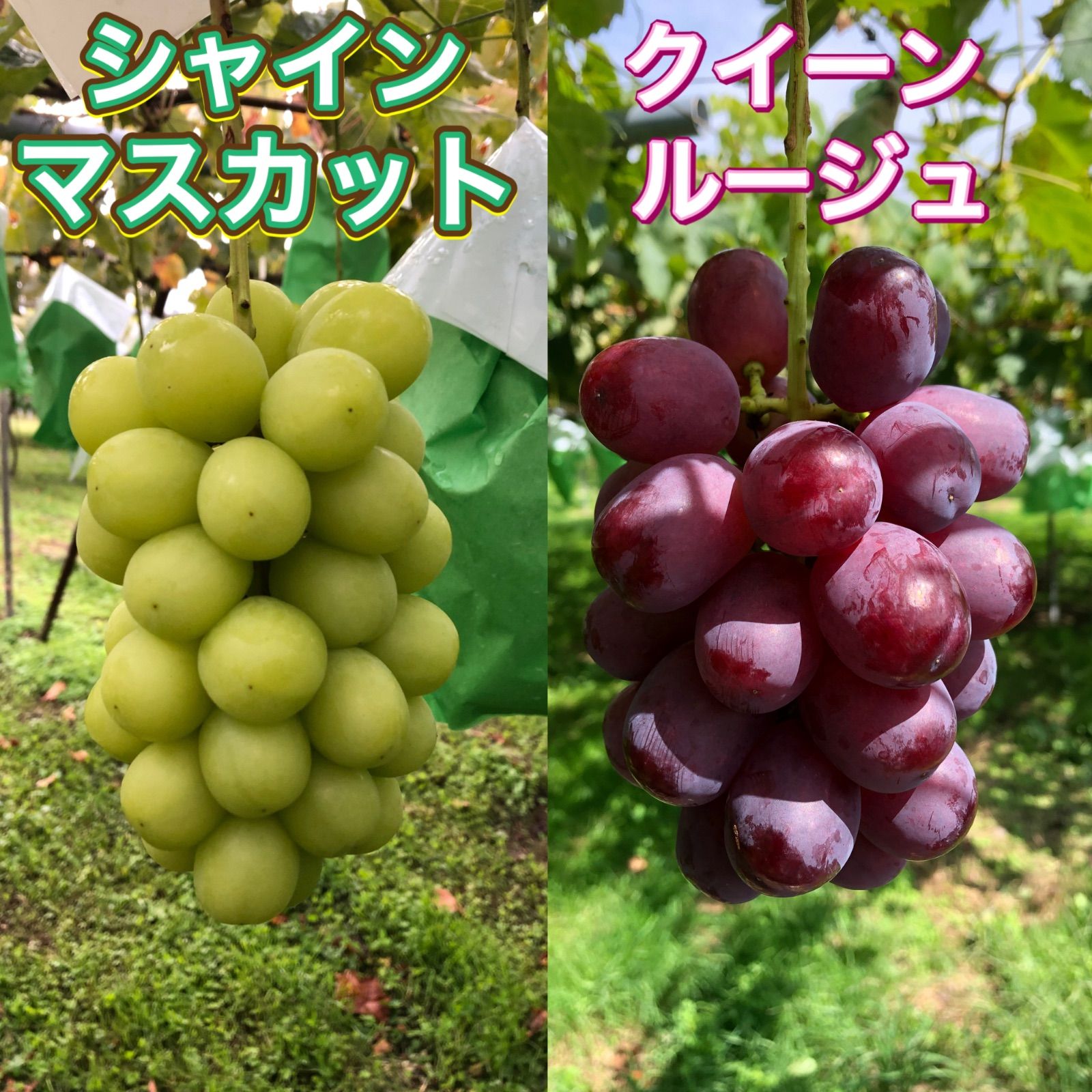 新品種クイーンルージュ®︎&シャインマスカット 約2kg 食べ比べセット - メルカリ