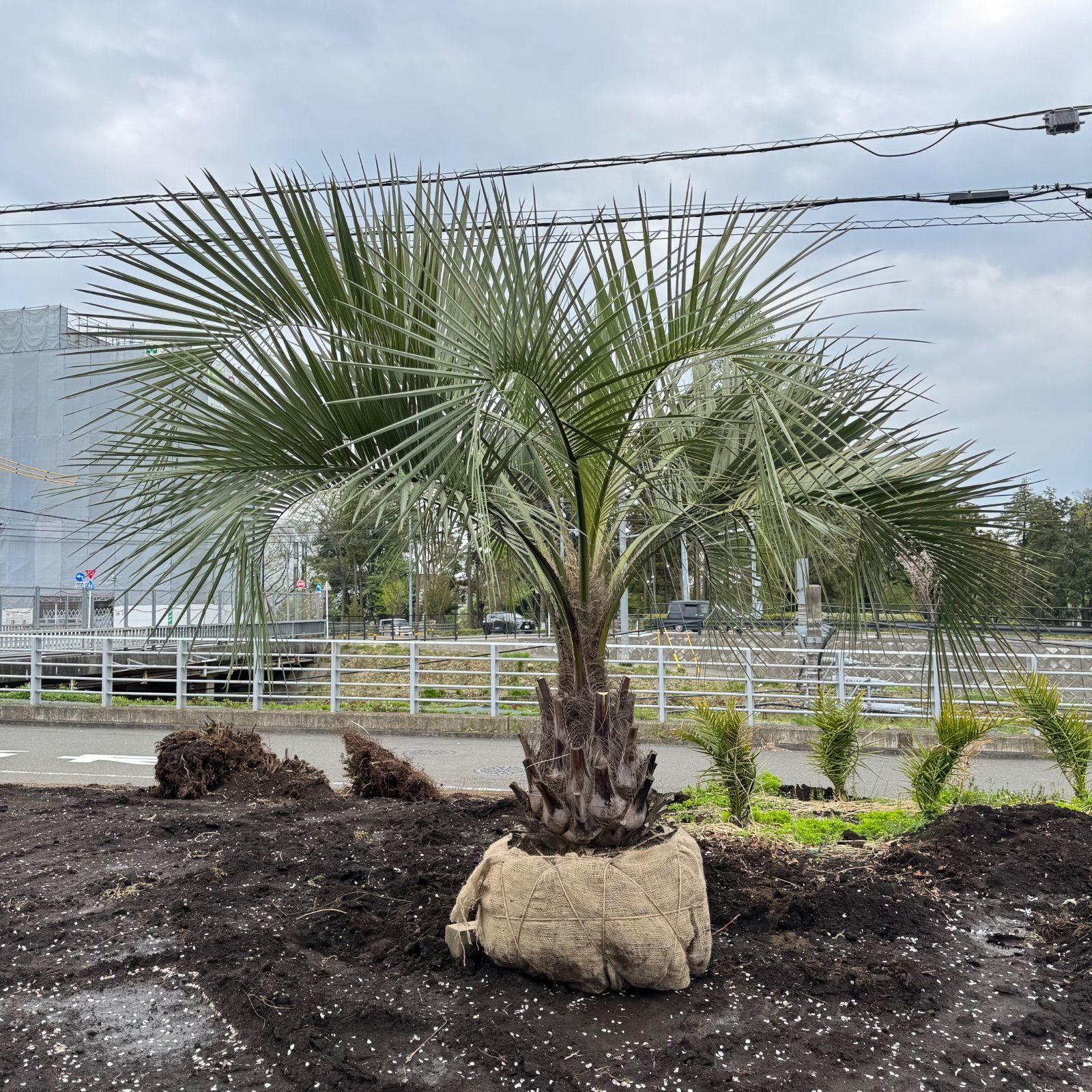 3m10cm】ココスヤシ - メルカリ