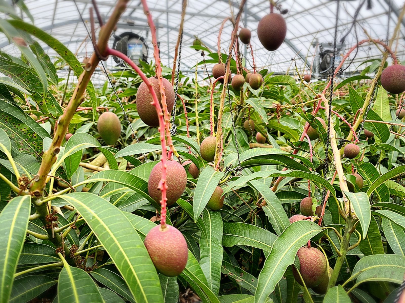 沖縄県産 完熟ミニマンゴー 2kg 家庭用 - メルカリ