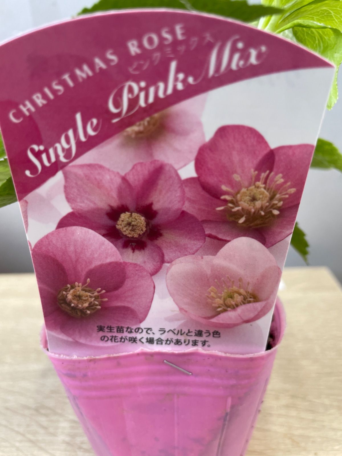 きょーすけ クリスマスローズ 小苗 セット 楽天市場】クリスマスローズ ダブル 7種類セット 送料無料！杉山交配