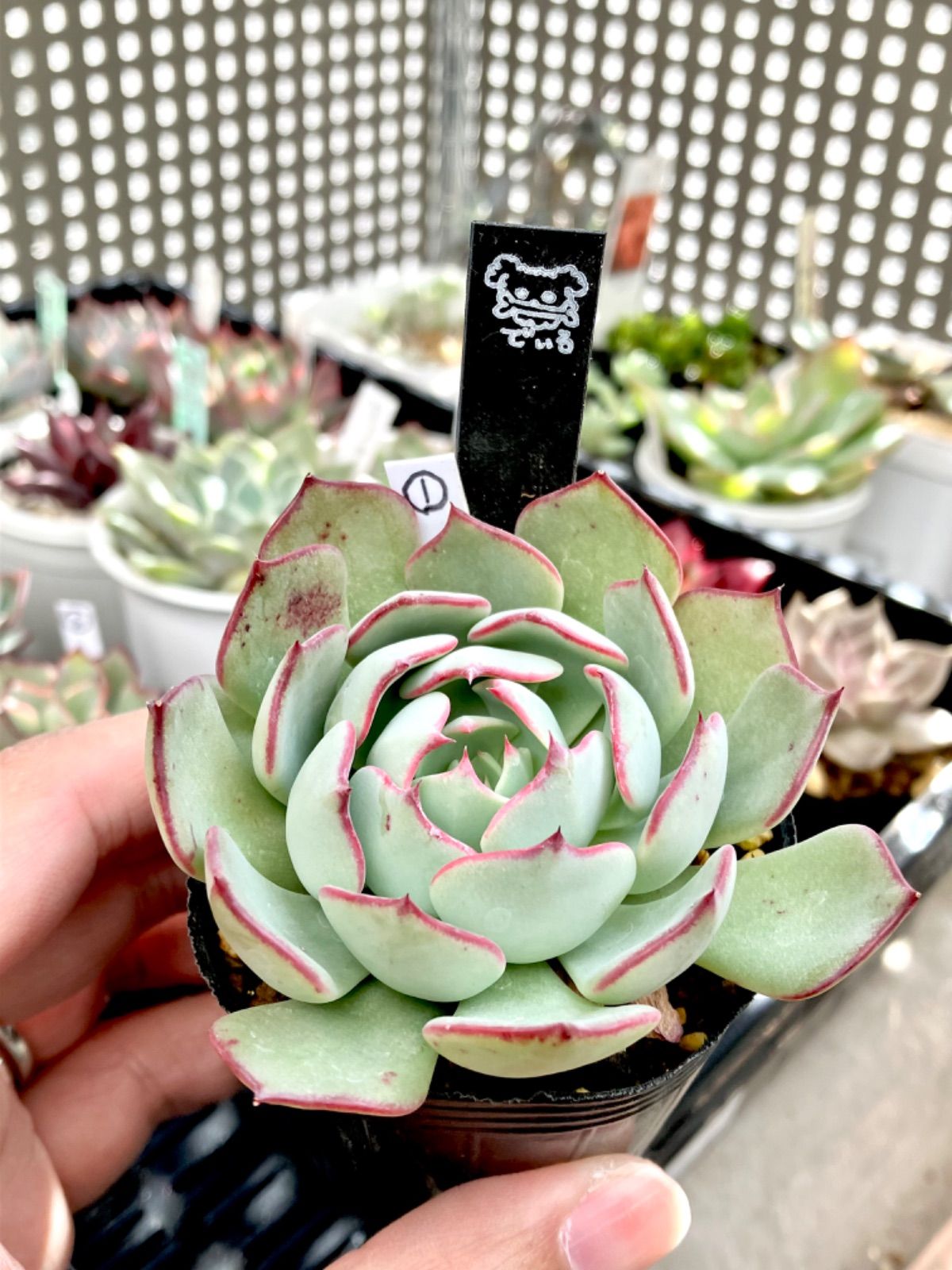✨同梱600円♥️23 FACTORY／ストリクチフローラ交配(双頭) 多肉植物 ストリクチフローラノヴァー 多肉植物の通販 by Nan多肉12月から