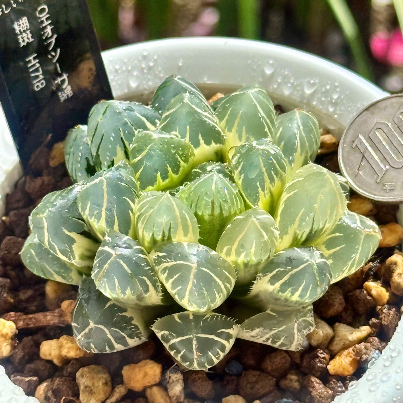 OH オブツーサ錦 糊斑 H1718 ハオルチア オブツーサ