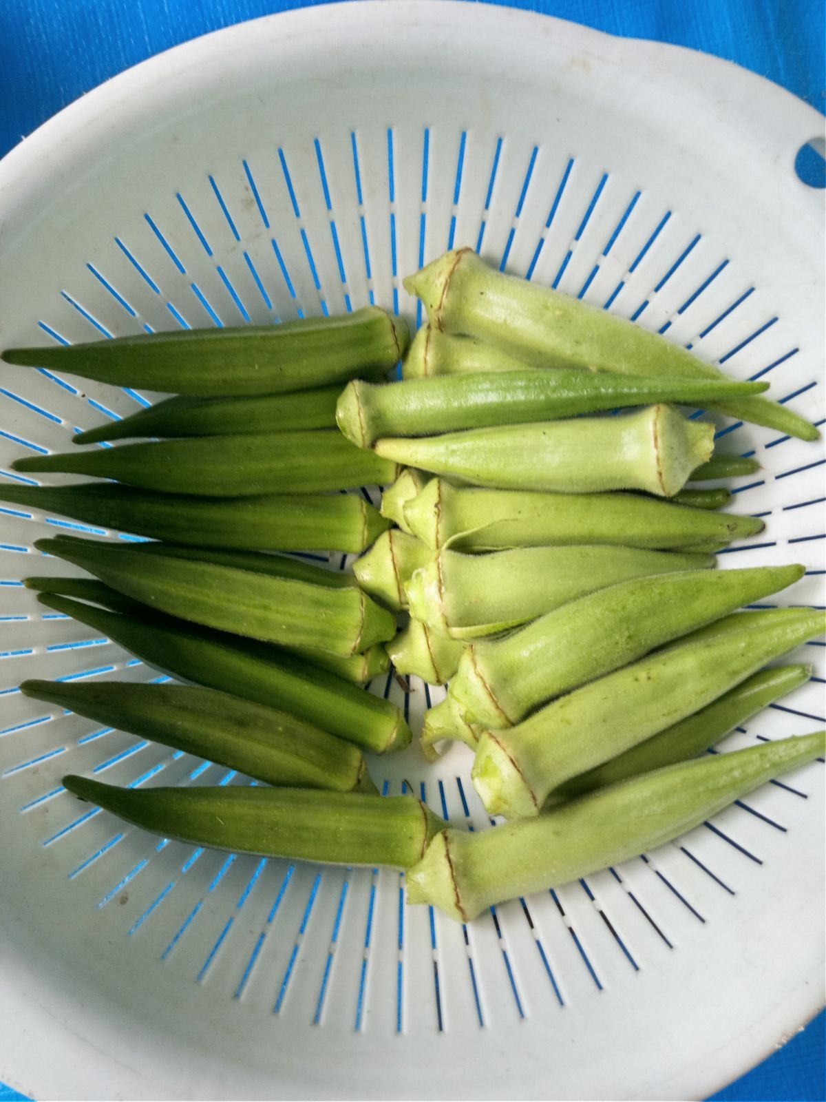 自然農法 丸オクラの固定種 - 野菜