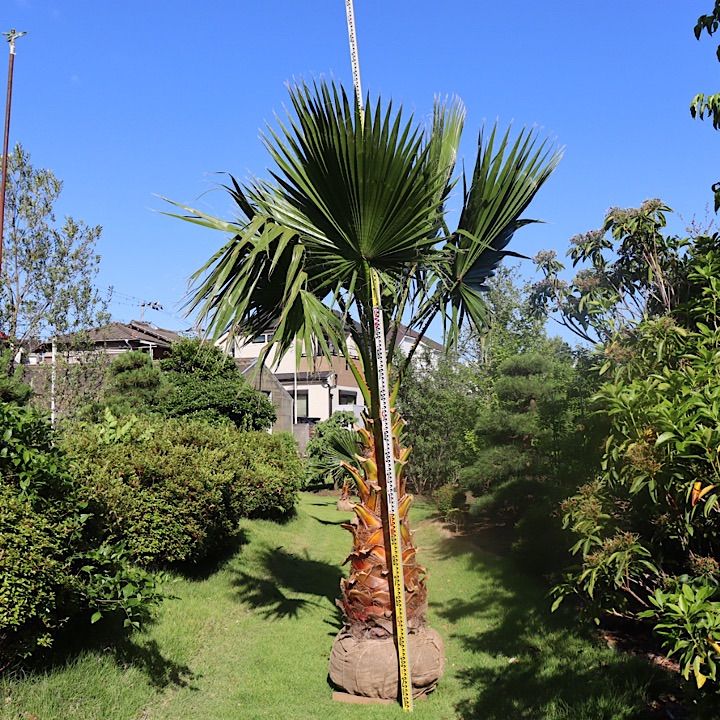 極太幹】ワシントンヤシ No.14 - メルカリ