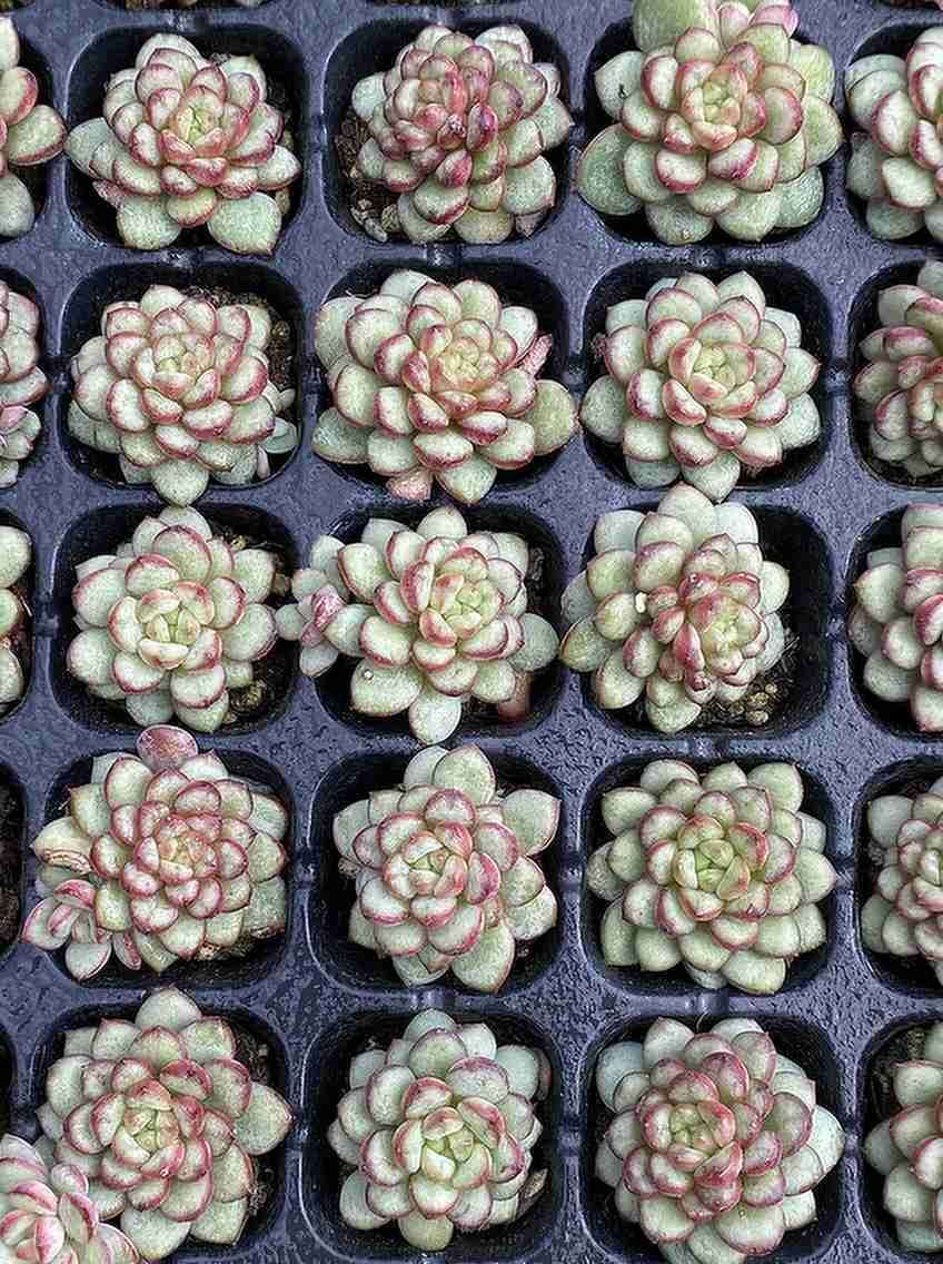 K*Z様 15種類セットK1062×105苗 土付き 詰め合わせ 多肉植物 エケ 15種類セットK1062×105苗 土付き 詰め合わせ 多肉植物