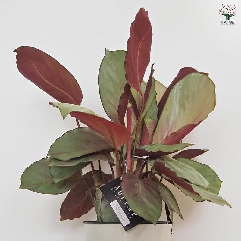 ＩＴＡＮＳＥ カラテア シルバープレート 5号 1個売り 品種で選べる観葉植物 学名 Calathea Silver Plate クズウコン科 多年草 原産地 中南米●光沢のあるシルバーグリーンの葉が特徴 葉の表面は 均一に輝く緑がかった灰色で YUZUMIYA_COM