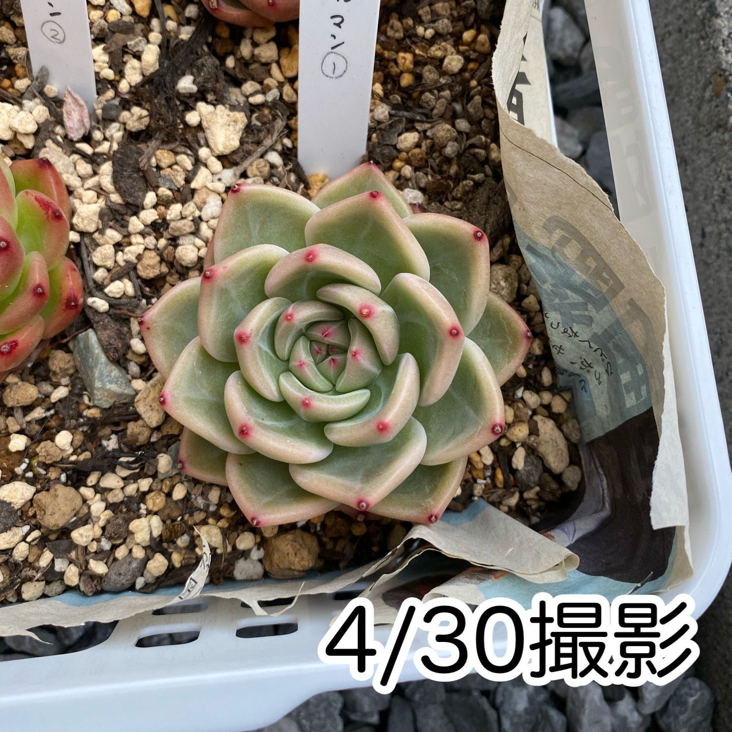 チェアマン韓国苗