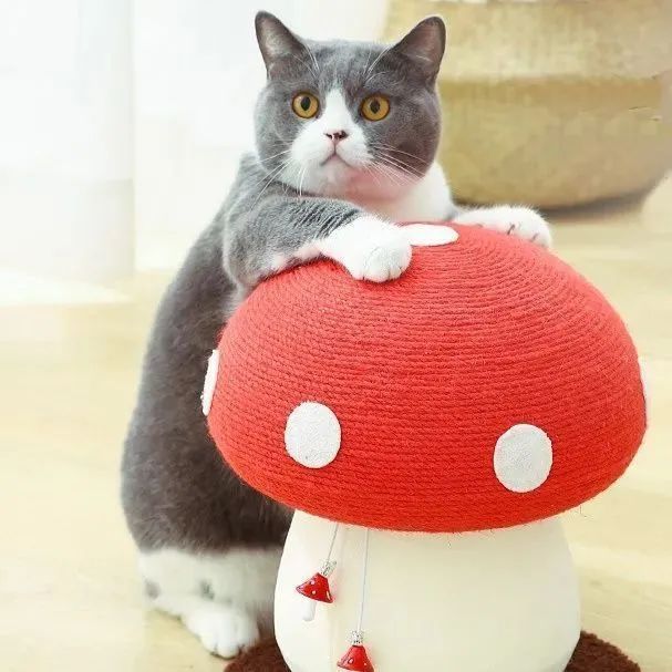 猫 爪とぎ 猫用品 おしゃれ 置き型 おもちゃ きのこ 麻 おもちゃ 人気