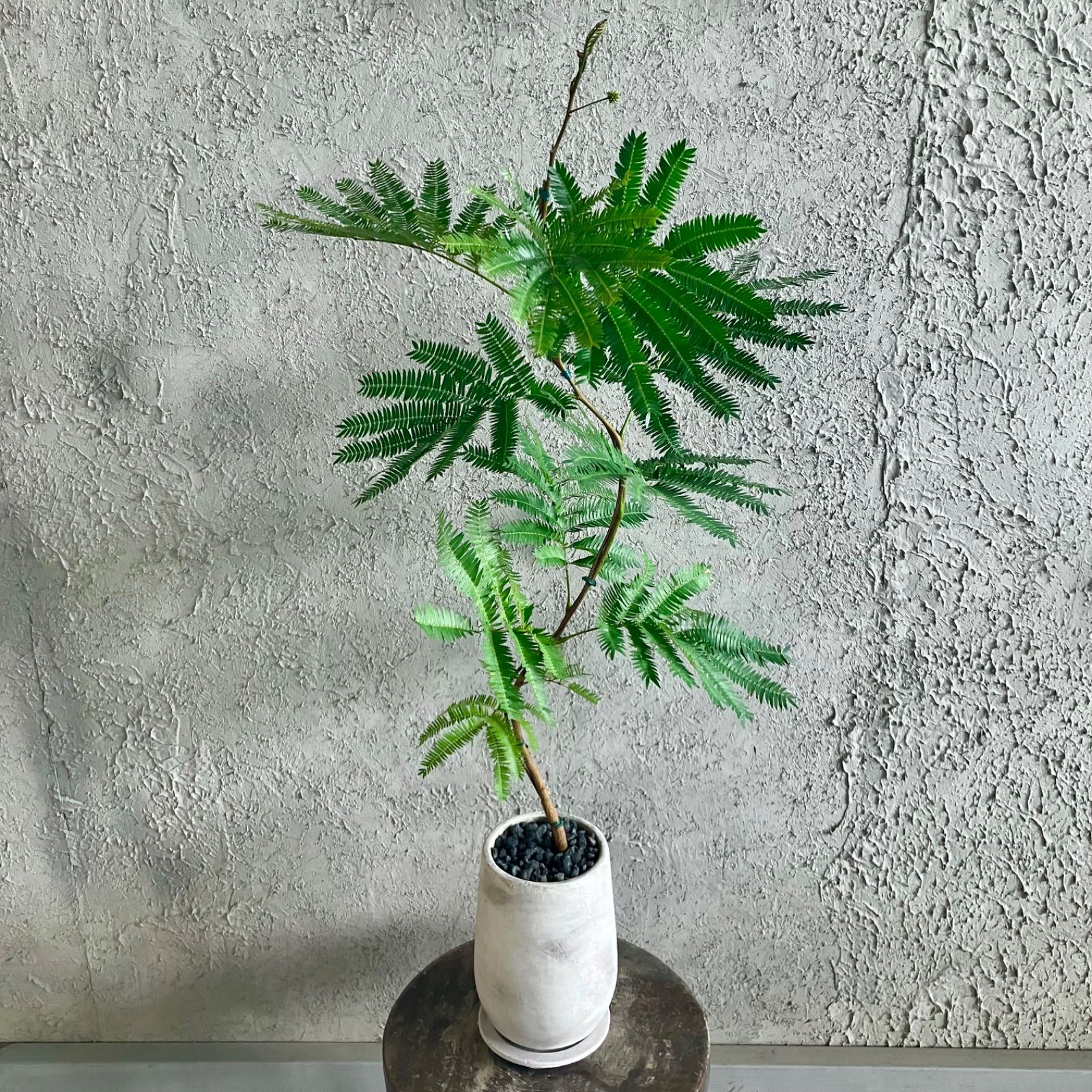 厳選された植物と鉢】美形 曲がり仕立て エバーフレッシュ 4号
