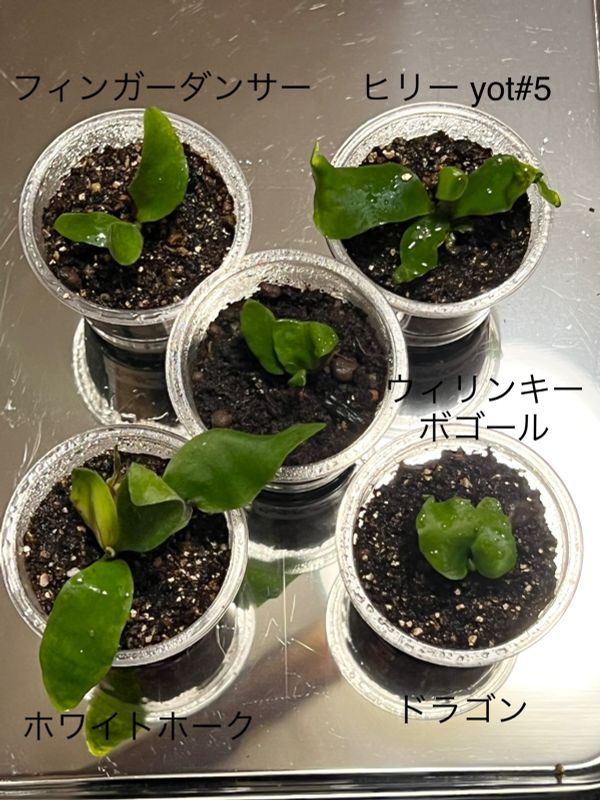 大人気新品ビカクシダ　ホワイトホーク×ウィリンキーフィンガーダンサー　胞子培養　観葉植物 観葉植物