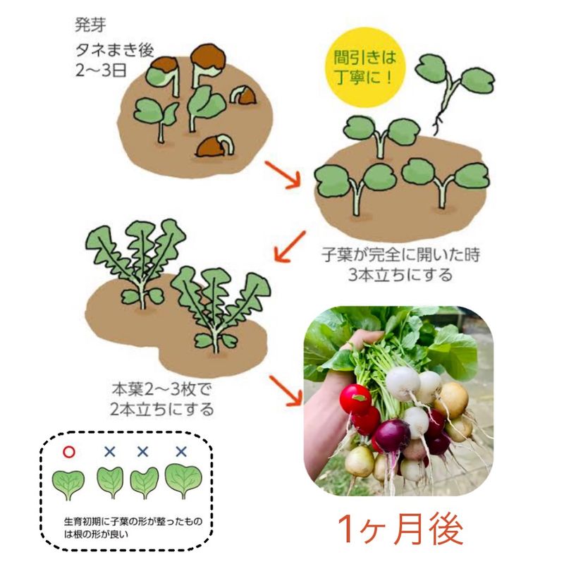 彩ラディッシュ Mix種子2㎖330円 6色二十日大根の種 カラフル西洋野菜 - メルカリShops