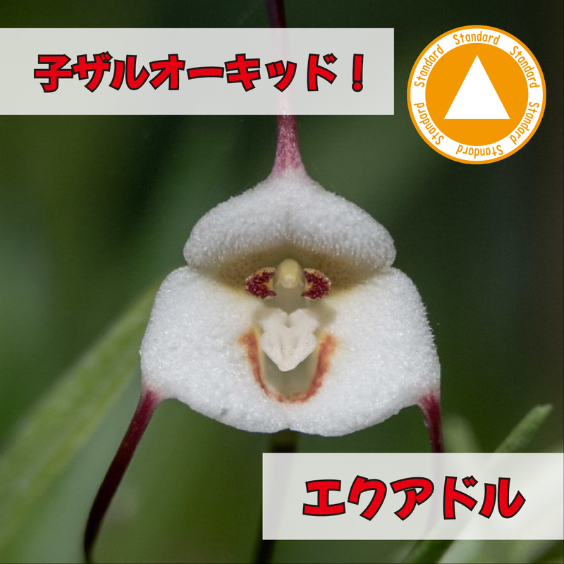 10/03 Drac.saulii 洋蘭 花芽有 ドラクラ モンキーオーキッド 花芽有 ...