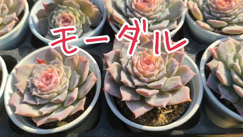 プレゼント限定版 韓国苗 多肉植物 丸葉ブラックミンク Xエリス 個