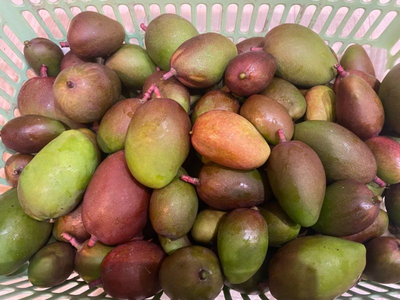至上 沖縄 摘果マンゴー グリーンマンゴー 5kg
