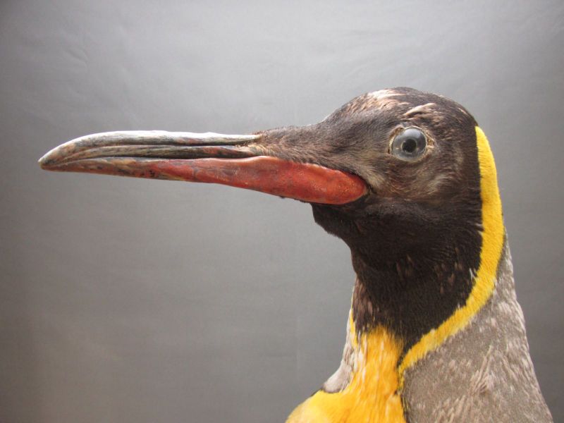 皇帝ペンギン 本物剥製 身長69cm - メルカリShops