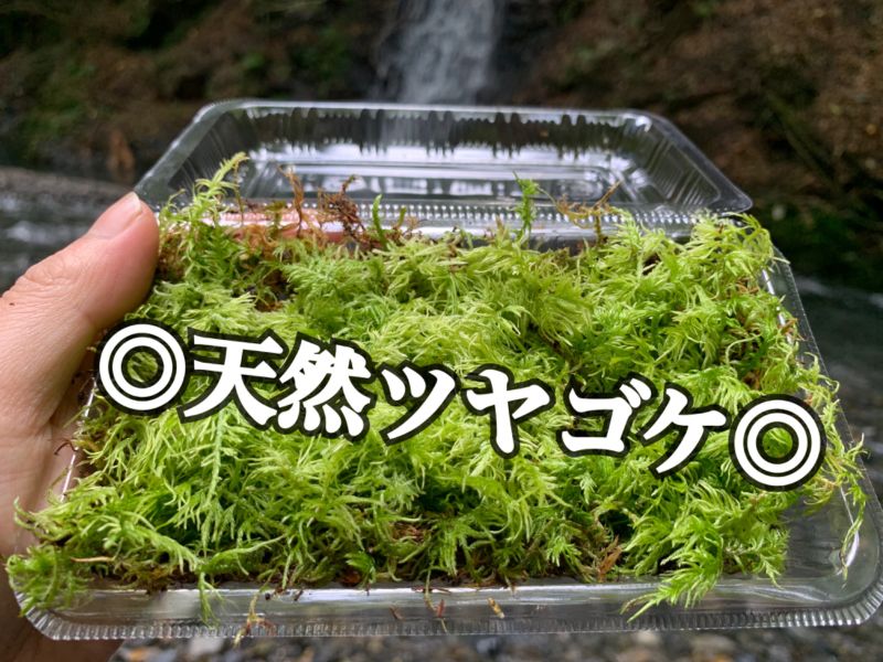 買いました teru3様専用 コケ各種7パレットと４パック 送料込み 植物