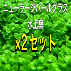 ニューラージパールグラス 水上葉　2セット