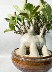 アデニウム ドワーフ タコ足 塊根植物 コーデックス アラビカム