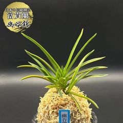 富貴蘭 風蘭 蘭 幽谷錦 ユウコクニシキ 4本立 【現品】 t485 フウキラン フウラン 送料無料