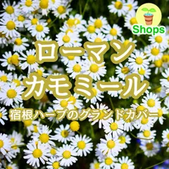 【ハーブの種】ローマンカモミール 花の種子 約300粒！多年草