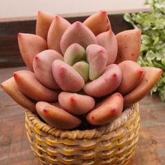 MA105	ルビドナ	【イータニク】多肉植物　韓国苗　第四種郵便発送