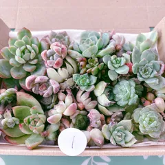 1  訳あり多肉植物