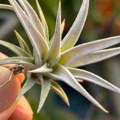 2025年最新】CHIAPENSISの人気アイテム - メルカリ 