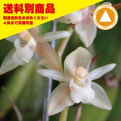 洋蘭 Pholidota chinensis