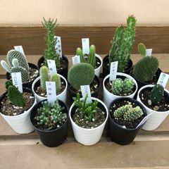 おまかせ　サボテン8鉢set