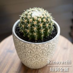 23dJnGvHH4kXEEfUMtFwQT.jpg@jpg