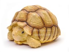 動物の惑星】カメ